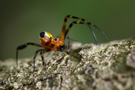 Image of an opadometa fastigata spiders(Pear-Shaped Leucauge) on the timber. Insect Animal.の写真素材