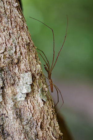 Image of Daddy Long Legged Spiders(Pholcidae) on the tree. Insect Animal.の写真素材