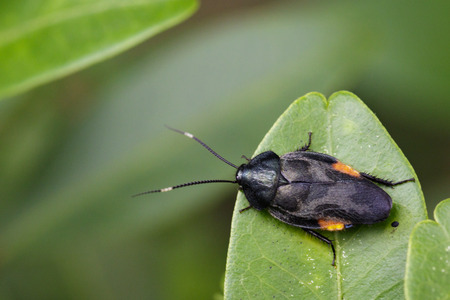 Image of Insect (Blattellidae) on a green leaf. Animal