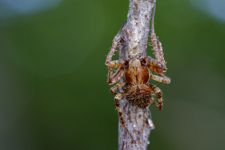 Image of Eriophora sp cf Novakiella or Orb-weaving Spider or Orb Weaver (Novakiella trituberculosa) on dry branches. Insect Animalの写真素材
