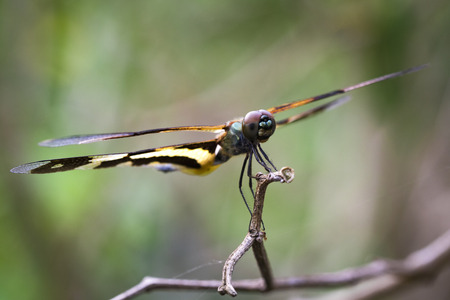 Image of Variegated Flutterer Dragonfly (Rhyothemis variegata) on nature background. Insect Animal