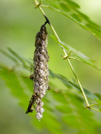 Image of a small brown paper wasp (Ropalidia revolutionalis) and wasp nest on nature background. Insect Animalの写真素材