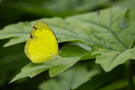 Image of Anderson's Grass Yellow Butterflies (Eurema andersonii andersonii) on green leaves. Insect Animalの写真素材