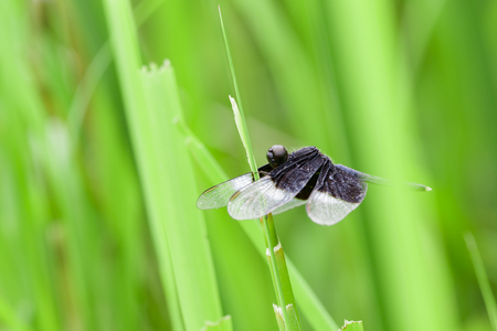 Image of Pied Paddy Skimmer Dragonfly (Neurothemis Tullia) on green leaves. Insect Animalの写真素材