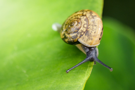 Image of snail on a green leaf. Insect Animalの写真素材