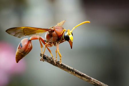 Image of potter wasp (Delta sp, Eumeninae) on dry branches. Insect Animalの写真素材