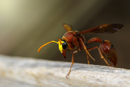Image of potter wasp (Delta sp, Eumeninae) on dry timber. Insect Animalの写真素材
