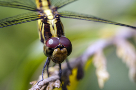 Image of Urothemis Signata dragonflies(female) on the branches on a natural background.の写真素材