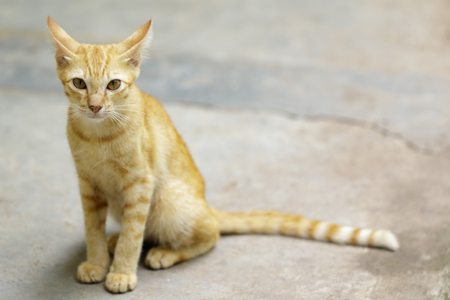 Image of a lovely cat. Pet Animal.の写真素材