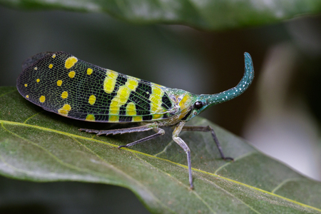 Image of Pyrops viridirostris (Westwood, 1848) on green leaves. Insect Animalの写真素材