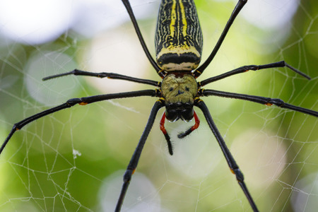 Image of Spider Nephila Maculata, Gaint Long-jawed Orb-weaver in the net. Insect Animalの写真素材