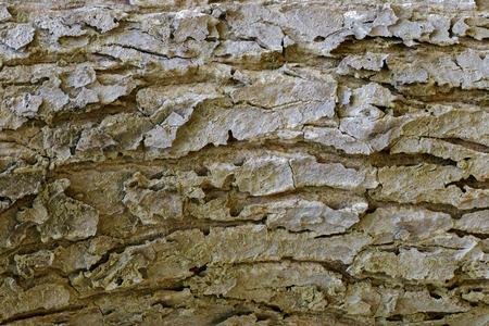 Wood texture with natural patterns, Background old panels, The bark of the tree.