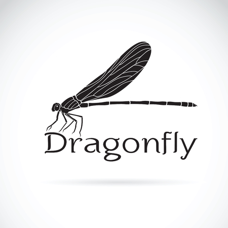 Vector of Vestalis gracilis dragonfly(Amphipterygidae)  on white background. Insect Animal.のイラスト素材