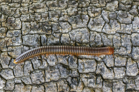 Image of a millipede on tree. Insect. Animal