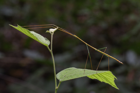 Image of a siam giant stick insect on nature background. Insect Animalの写真素材