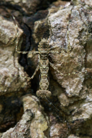 Image of Camouflaged bark mantis (Liturgusa sp.) on the rock. Insect. Animalの写真素材