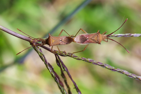 Image of Cletus rusticus Bug(Hemiptera) Mating on nature background. Insect. Animal