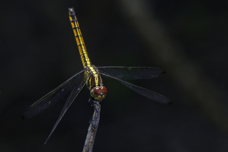 Image of crimson dropwing dragonfly(female)/Trithemis aurora on a branch on nature background. Insect. Animalの写真素材