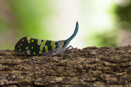 Image of Pyrops viridirostris lantern bug or lanternfly (Pyrops oculata) on tree. Insect. Animal.の写真素材