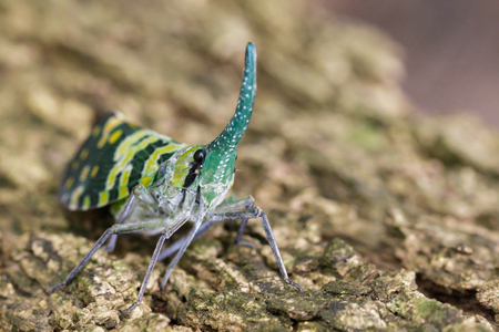 Image of Pyrops viridirostris lantern bug or lanternfly (Pyrops oculata) on tree. Insect. Animal.
