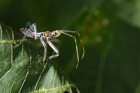 Image of an Assassin bug on green leaves. Insect. Animal