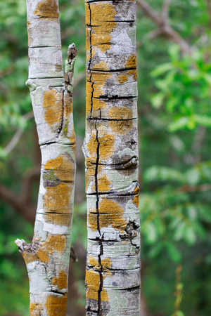 Image of Two trees on nature background.の写真素材