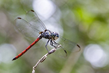 Image of an Asiatic Blood Tail dragonfly(Lathrecista asiatica) on a tree branch. Insect. Animal.の写真素材