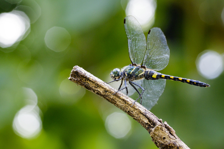 Image of Tetrathemis Platyptera dragonfly / Pygmy Skimmer on a branch. Insect. Animalの写真素材