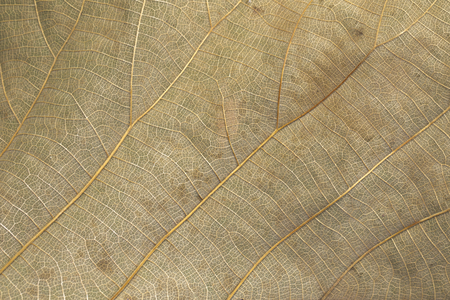 Image of background texture of brown leaves are dry for your design.の写真素材
