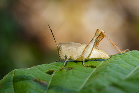 Image of brown grasshopper on a green leaf. Insect. Animal.の写真素材