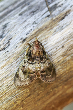Image of Brown Moth (Nannoarctia tripartita) on tree. Insect. Animal.の写真素材