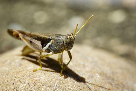 Image of White-banded Grasshopper(Stenocatantops splendens) on the rock. Insect. Animal.の写真素材
