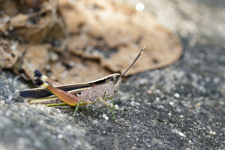 Image of a white-tipped Grasshopper(Phlaeoba antennata) on the floor. Insect. Animalの写真素材