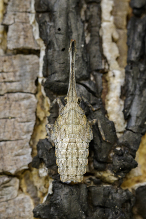 Image of lantern bug or zanna nobilis nymph on the tree. Insect Animal.の写真素材