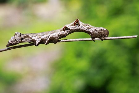 Image of brown caterpillar on a branch. Insect. Animalの写真素材
