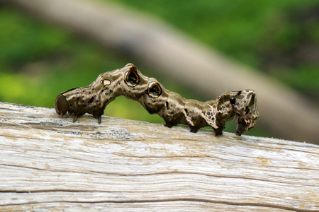 Image of brown caterpillar on brown dry timber. Insect. Animalの写真素材