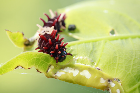 Image of a caterpillar bug on green leaves. Insect. Animalの写真素材