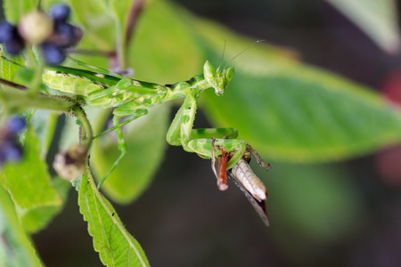 Image of Flower mantis(Creobroter gemmatus) eating brown locust on green leaves. Insect Animalの写真素材