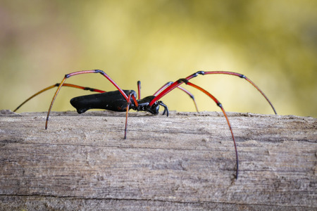 Image of Black Orb-weaver Spider (Nephila kuhlii) on tree. Insect. Animalの写真素材