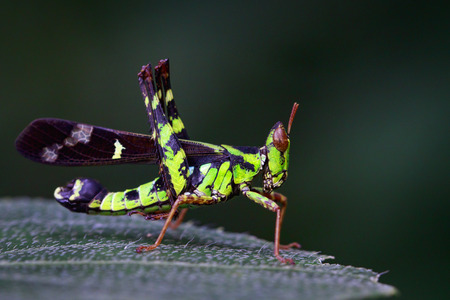 Image of Conjoined Spot Monkey-grasshopper (male), Erianthus serratus on green leaves. Insect Animalの写真素材