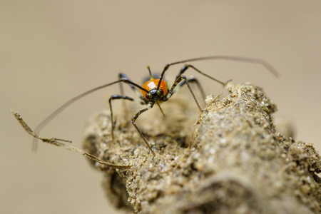 Image of an Assassin bug on nature background. Insect. Animalの写真素材