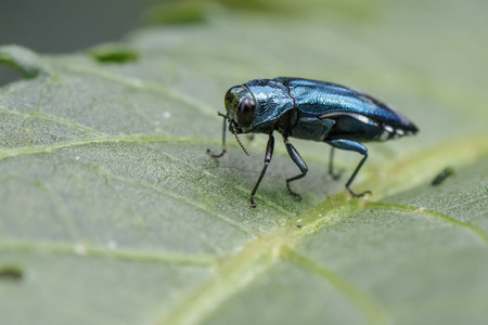 Image of Emerald Ash Borer Beetle on a green leaf. Insect. Animalの写真素材