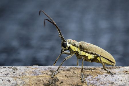 Image of Spotted Mango Borer(Batocera numitor) on a timber. Beetles. Insect.の写真素材