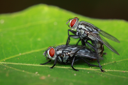 Image of mating flies on green leaves. Insect. Animalの写真素材