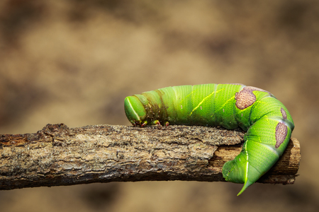 Image of green caterpillar on a branch. Insect. Animalの写真素材