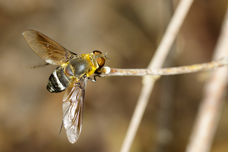 Image of bee fly on a brown branch. Insect. Animal.