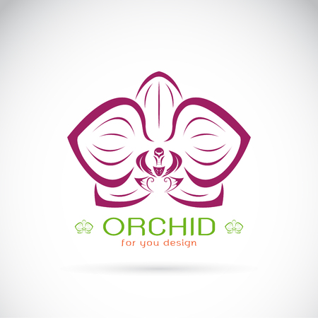 Vector of an Orchid on a white background. Flower.のイラスト素材