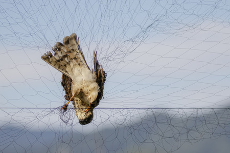 Image of bird (Sparrow) is attached to the net. Animals.の写真素材