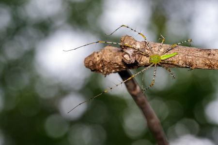 Image of Malagasy green lynx spider (Peucetia madagascariensis) on dry branches. Insect, Animal.