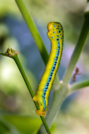 Image of Dysphania Militaris caterpillar on nature background. Insect Animal.の写真素材